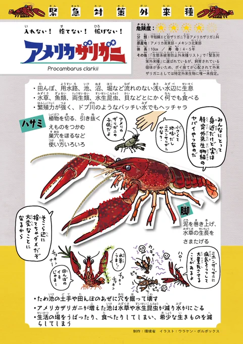 アメリカザリガニの件。やはり、環境省(@Kankyo_Jpn)はこのイラストをクリアファイルにでもして全国の小学校に配布すべきだ。アメリカザリガニの脅威と、移動させて放流した際の重いペナルティが全然知られていない。せっかくイラスト作っても周知されなきゃ意味がない。下手すりゃ罰金300万なんだぞ。 