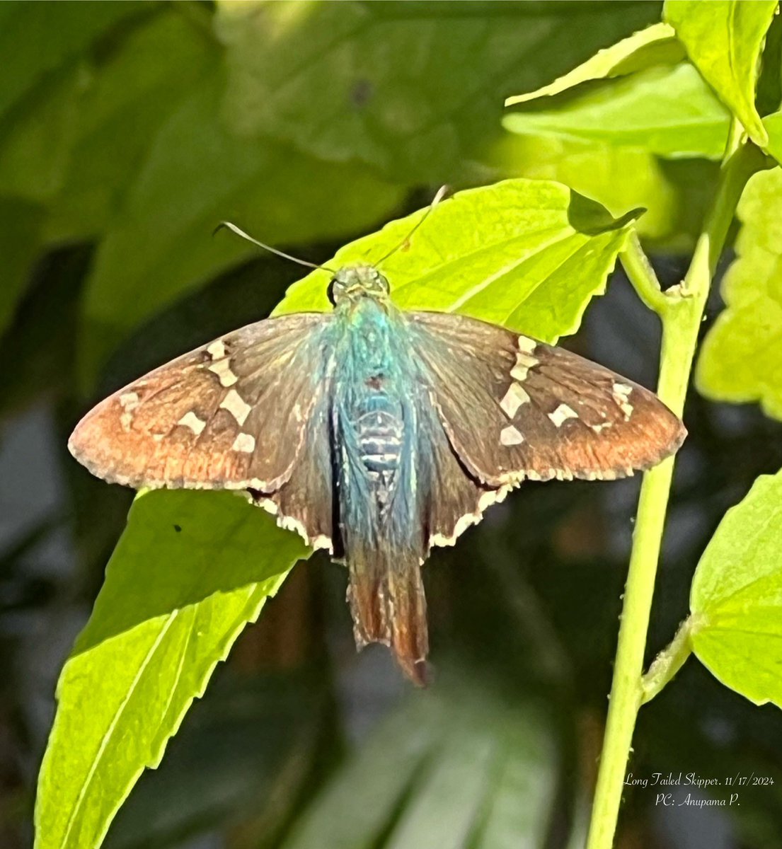 anupama_pri's tweet photo. #longtailedskipper #butterfly #floridabutterfly #insect #skipper https://t.co/iSx4KRN48X