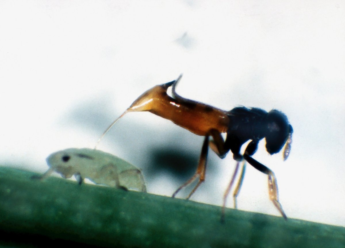 INRAE LutteBiologique (@inrae_lutte_bio) on Twitter photo Par #Fauvergue, relier écologie comportementale et introductions expérimentales de parasitoïdes des pucerons.
Confronter anciennes données et théories pour mieux comprendre les dynamiques de population dans un contexte de lutte biologique par acclimatation.
Collab. <a href="/USDA_ARS/">Agricultural Research Service</a> Par #Fauvergue, relier écologie comportementale et introductions expérimentales de parasitoïdes des pucerons.
Confronter anciennes données et théories pour mieux comprendre les dynamiques de population dans un contexte de lutte biologique par acclimatation.
Collab. <a href="/USDA_ARS/">Agricultural Research Service</a>