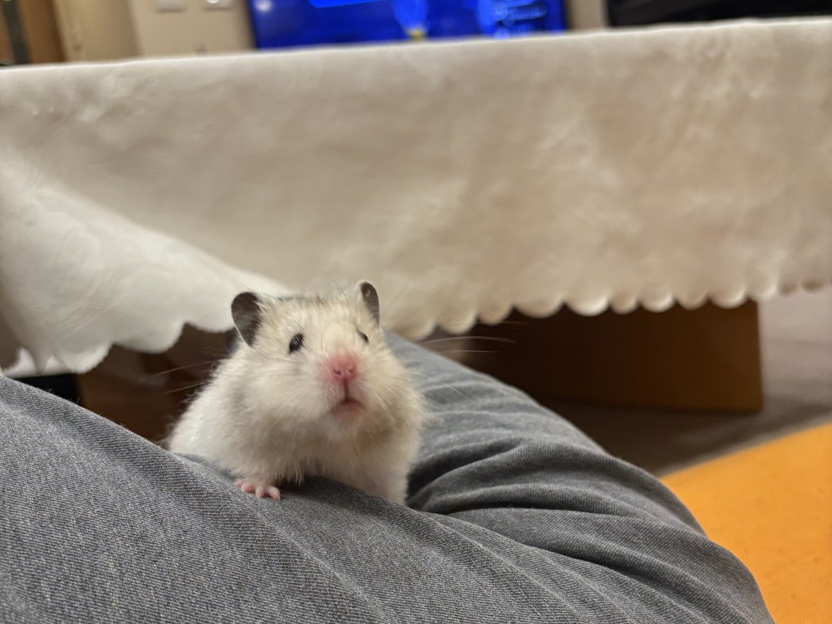 mochio2019's tweet photo. 足の隙間から登場 https://t.co/Uhp5lQBgXd
