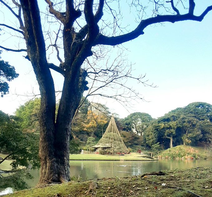 「すぐ近くの六義園。紅葉はこれからって感じ。 遠くの雪吊り。 なんか枝が綺麗な木。」|パンダのイラスト