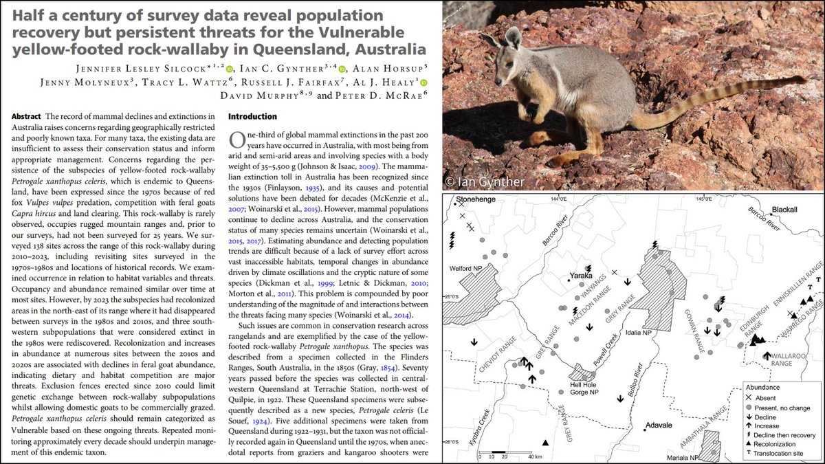 Out now! Silcock et al. surveyed 138 sites across the range of the yellow-footed rock-wallaby during 2010-2023 &amp; examined population trends over the past 50 years. Despite persistent threats, the data reveal population recovery for this Vulnerable species: doi.org/nsvh