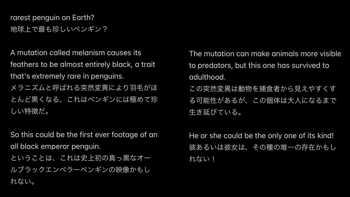 Leconte_'s tweet photo. melanism emperor penguin
black emperor penguin
動画内のテキスト memo📝

rarest penguin on Earth?
地球上で最も珍しいペンギン？

#Antarctica #emperorpenguin #Dynasties #Atkabay @BBCEarth https://t.co/D693rlrGOq