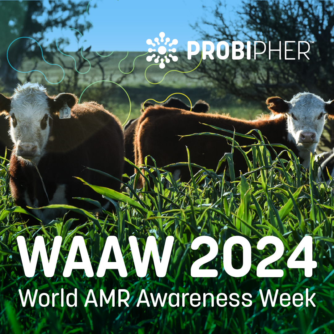 🌍 It’s #WAAW2024!

The CDC reports 2.8M antibiotic-resistant infections &amp; 35K deaths annually in the U.S. alone. Let’s act:

🔹 Raise awareness of antibiotic misuse

🔹 Invest in alternatives like probiotics

🔹 Collaborate across sectors for responsible use

 #Probipher