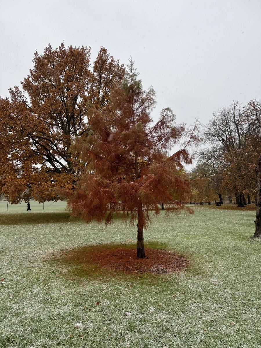 roberto_carmi's tweet photo. Tree of the day @campbellclaret https://t.co/GJmxx6VYKE