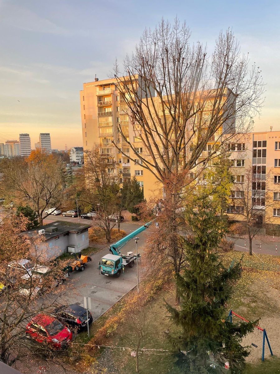 MiastoUrsynow's tweet photo. ‚🪦🌳19.11.2024 dziś żegnamy topolę na #ZWM 2. Dzielnie nam służyłaś. Gdybyś była dębem, to by cię ratowali, a tak cierpliwości nie starczyło. Ryzyko, że spadniesz na 🚗 lub czlowieka przekroczyło granicę bezpieczeństwa… via #spółdzielcysbmstokłosy https://t.co/MtOi29F6Ic