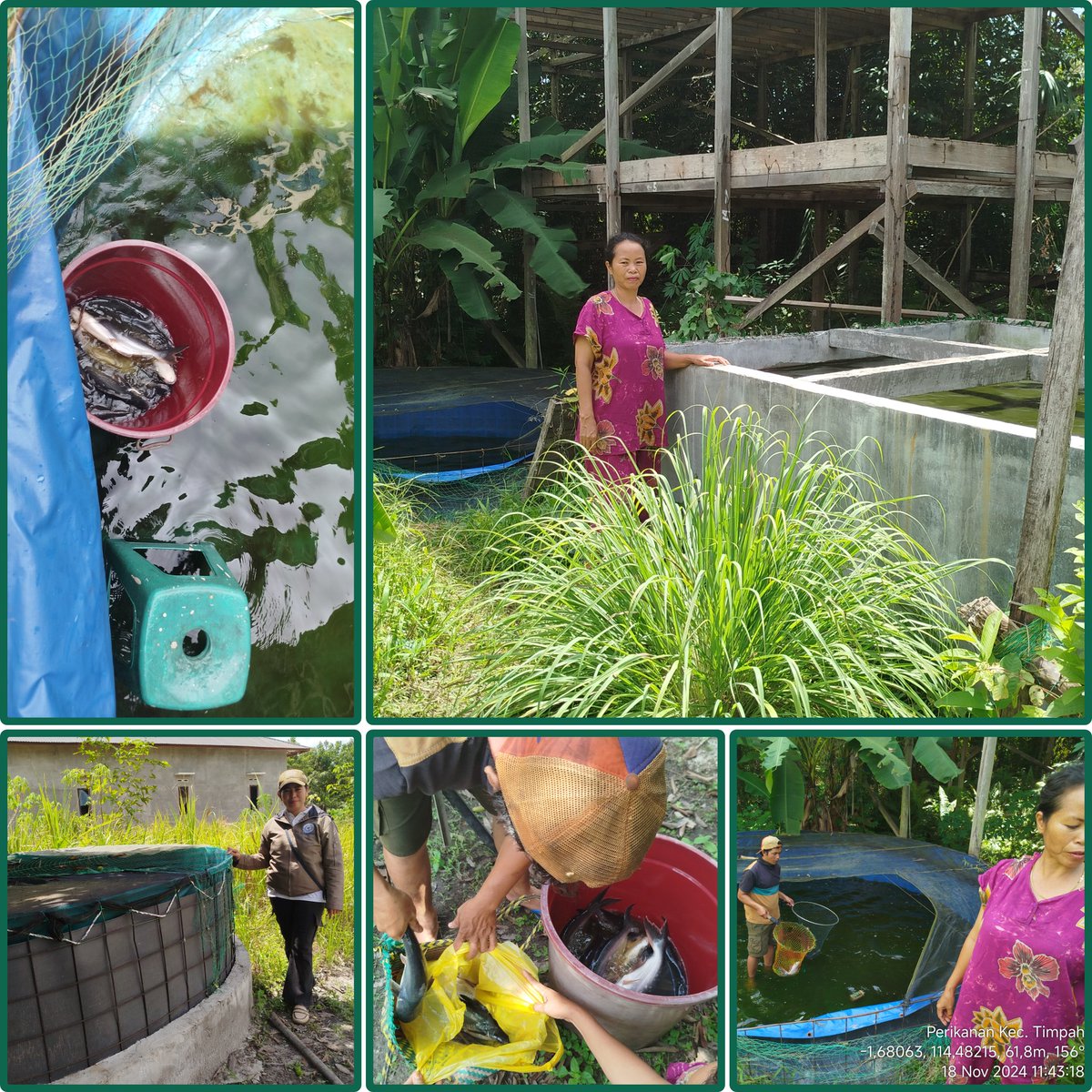 Winaecha1's tweet photo. Senin (18/11/24), Winara Yani, Luhkan Kab.Kapuas di Pokdakan Pumpung Timpung Hapakat, dg Bpk Lam'ani Desa Lungkuh Layang Kec. Timpah,melaprkn panen ikan patin sisa, kolam terpal, 23 kg,  2-3 ekor/kg, harga Rp 30 rb/kg #GiatLuhkanSatminkalGONDOL
#Kapuas #Panen https://t.co/gfYotu8unU