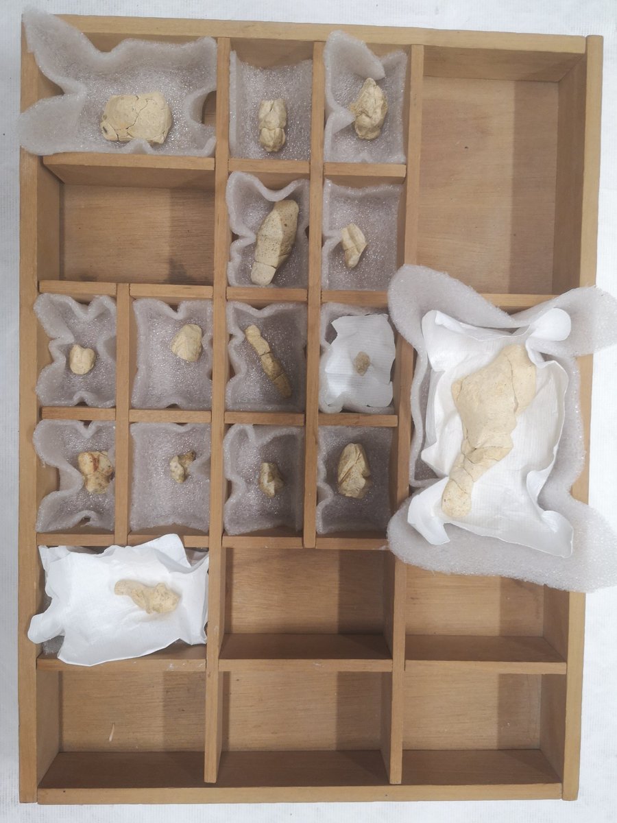 Vénus en boîte.
Le temps de réorganiser le sous-sol pour mieux les accueillir les statuettes préhistoriques d'Amiens-Renancourt attendent.
Grâce au soutien de Clément Paris <a href="/Inrap/">Inrap</a> les visiteurs du Musée de Picardie pourront continuer à admirer ces 15 figurines à <a href="/AmiensMetropole/">Amiens Métropole - Ville d’Amiens</a>