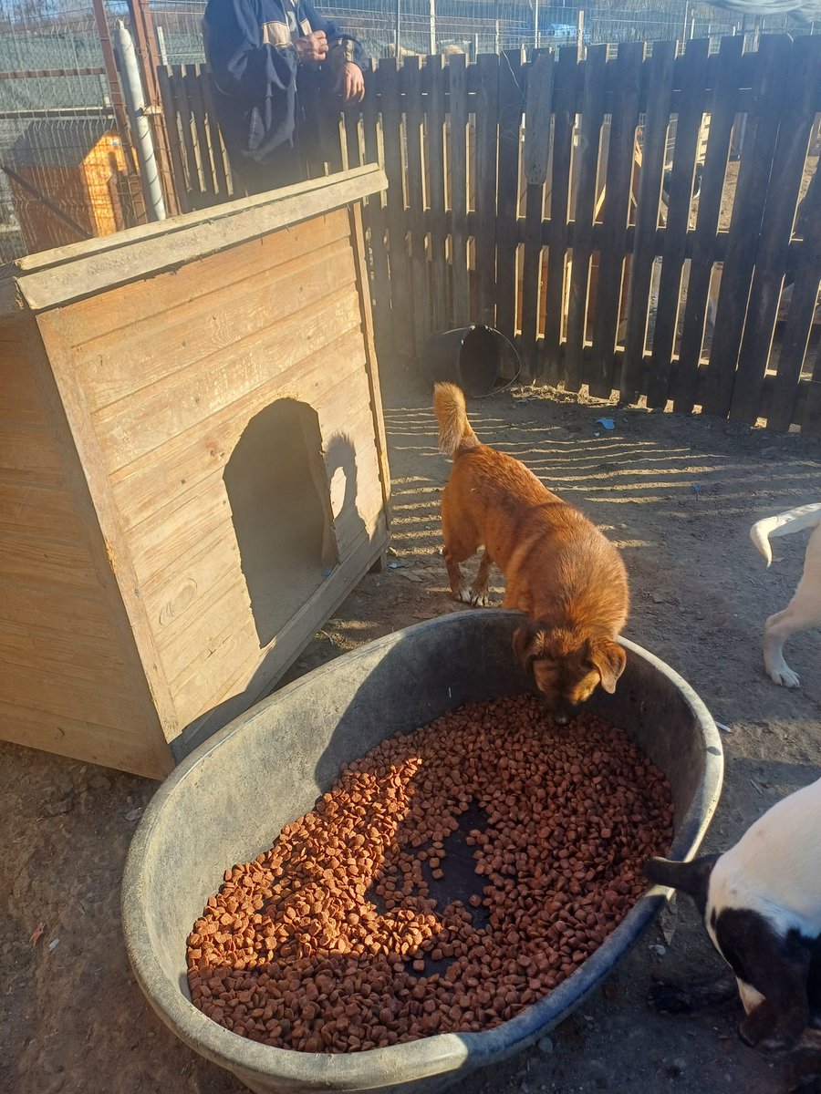 The K-9 Angels tweet media