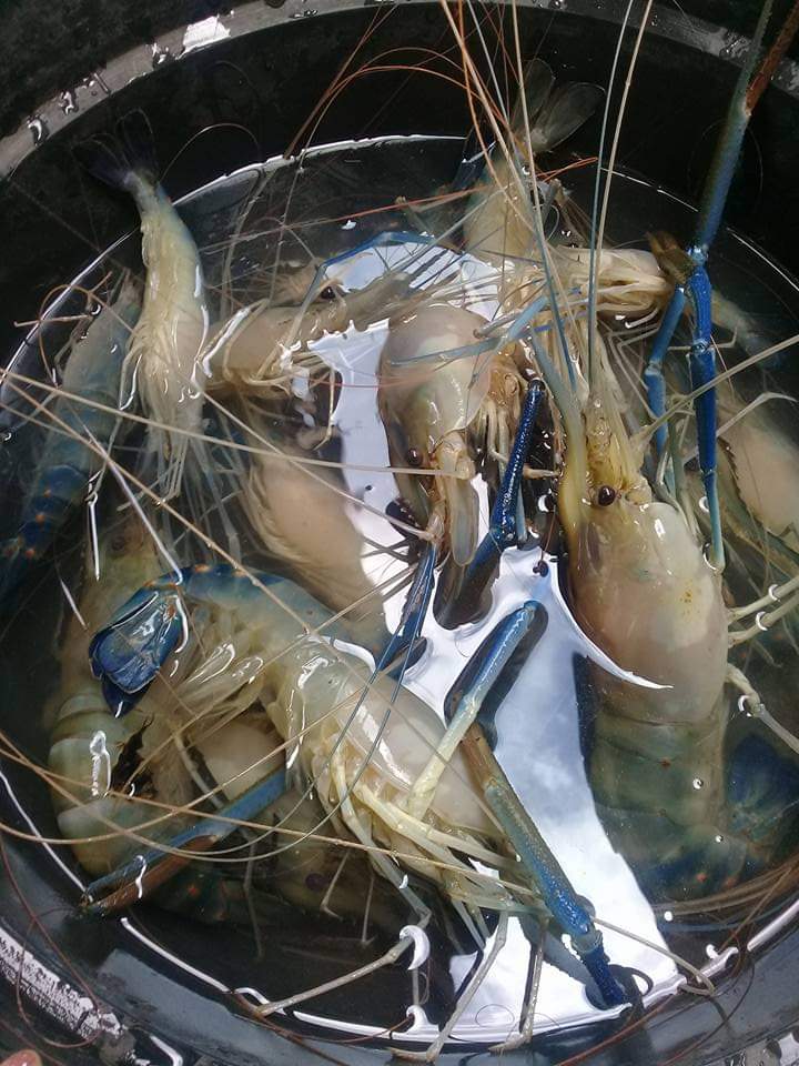 Winaecha1's tweet photo. Selasa(19/11/24), Winara Yani Luhkan Kab. Kapuas di KUB Arwana Danau Lalawe, Bp Konedi Ds. Aruk, Kec.Timpah melaporkan tangkapan udang 5 kg jual 100.000 rb/kg dg alat tangkap pancing
#GiatLuhkanSatminkalGONDOL  #Kapuas #Tangkap https://t.co/lLYhTdJ76c