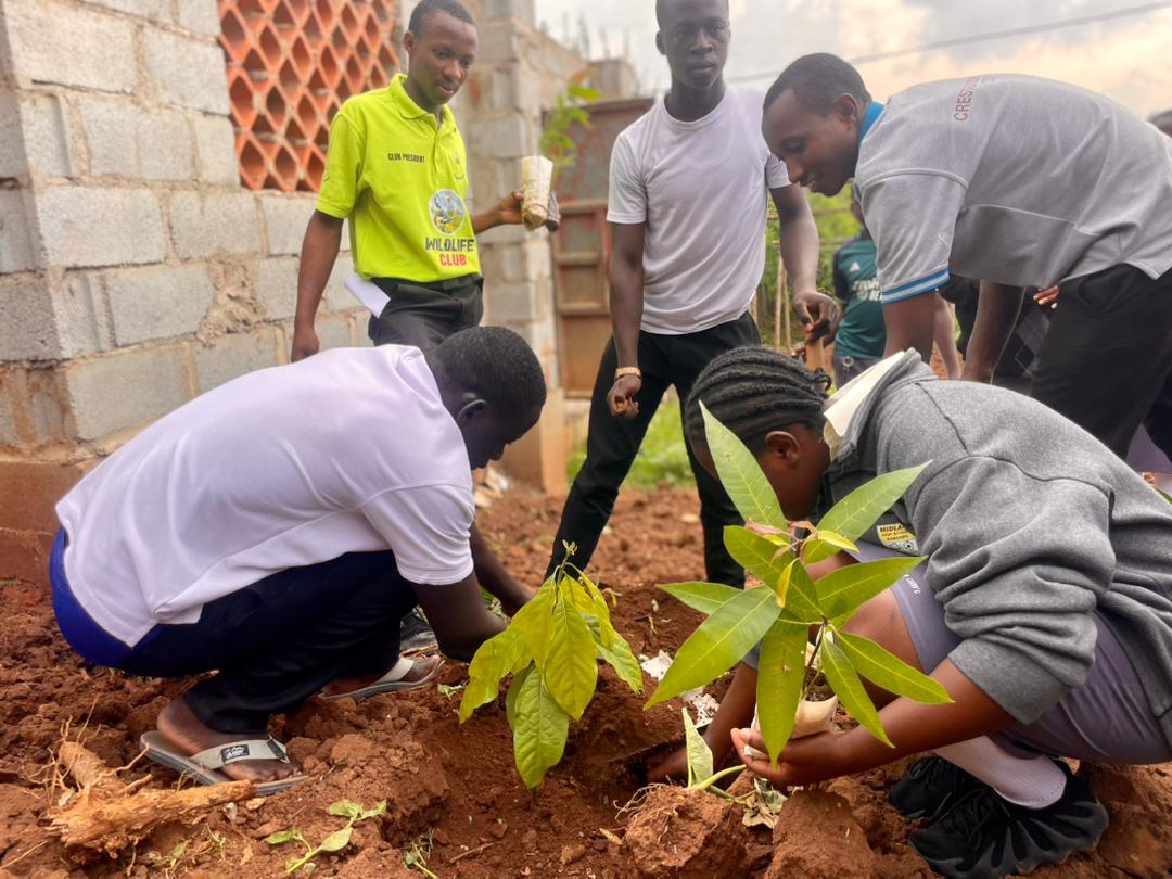 KAWANDA YOUTH ENVIRONMENTAL GROUP (@greenkawanda) on Twitter photo Every 10 trees planted can provide oxygen for 10 people for a year! Partners in sustainability <a href="/MarafikiIntern/">Marafiki United Green Youth Initiative</a> <a href="/MidlandKawemp/">Midland High School- Kawempe</a> planted over 50 trees in the school premises, in a mission to create a greener healthier world.
<a href="/UNICEFUganda/">UNICEF Uganda</a>
<a href="/UNEP/">UN Environment Programme</a>
<a href="/nemaug/">National Environment Management Authority (NEMA)</a>
<a href="/CCD_UG/">Climate Change Department</a>
<a href="/BloombergDotOrg/">Bloomberg Philanthropies</a> Every 10 trees planted can provide oxygen for 10 people for a year! Partners in sustainability <a href="/MarafikiIntern/">Marafiki United Green Youth Initiative</a> <a href="/MidlandKawemp/">Midland High School- Kawempe</a> planted over 50 trees in the school premises, in a mission to create a greener healthier world.
<a href="/UNICEFUganda/">UNICEF Uganda</a>
<a href="/UNEP/">UN Environment Programme</a>
<a href="/nemaug/">National Environment Management Authority (NEMA)</a>
<a href="/CCD_UG/">Climate Change Department</a>
<a href="/BloombergDotOrg/">Bloomberg Philanthropies</a>