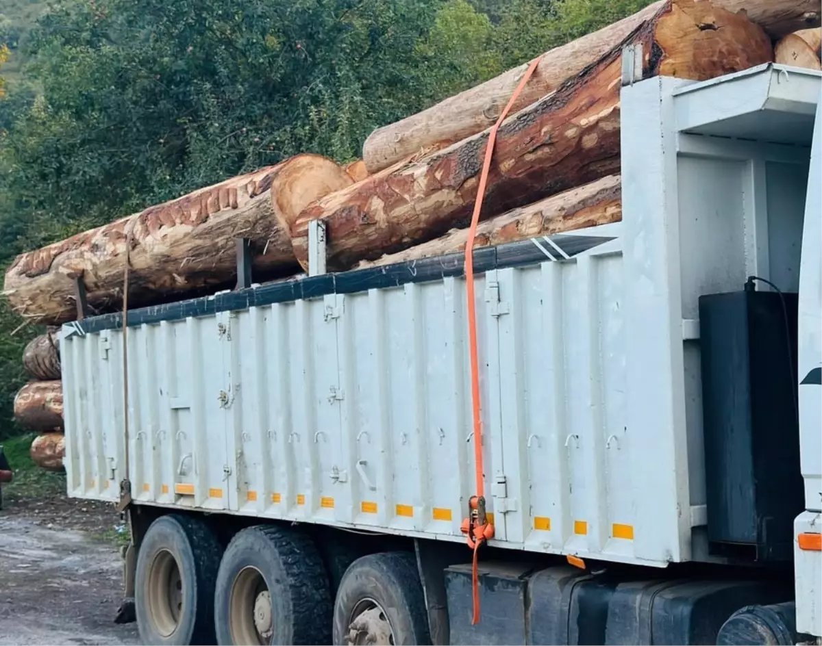 Odun çetelerinin de saldırısı altındayız:

Bolu'da 792 göknar ağacımızı kesip satan 4 şahıs tutuklandı.

Kuzey Ormanları'nın Bolu merkez ve Gerede ilçesi mevkilerinde toplam 792 kök göknar ağacının motorlu testere ile kesilerek Ankara'da satıldığı ortaya çıktı. (DHA)