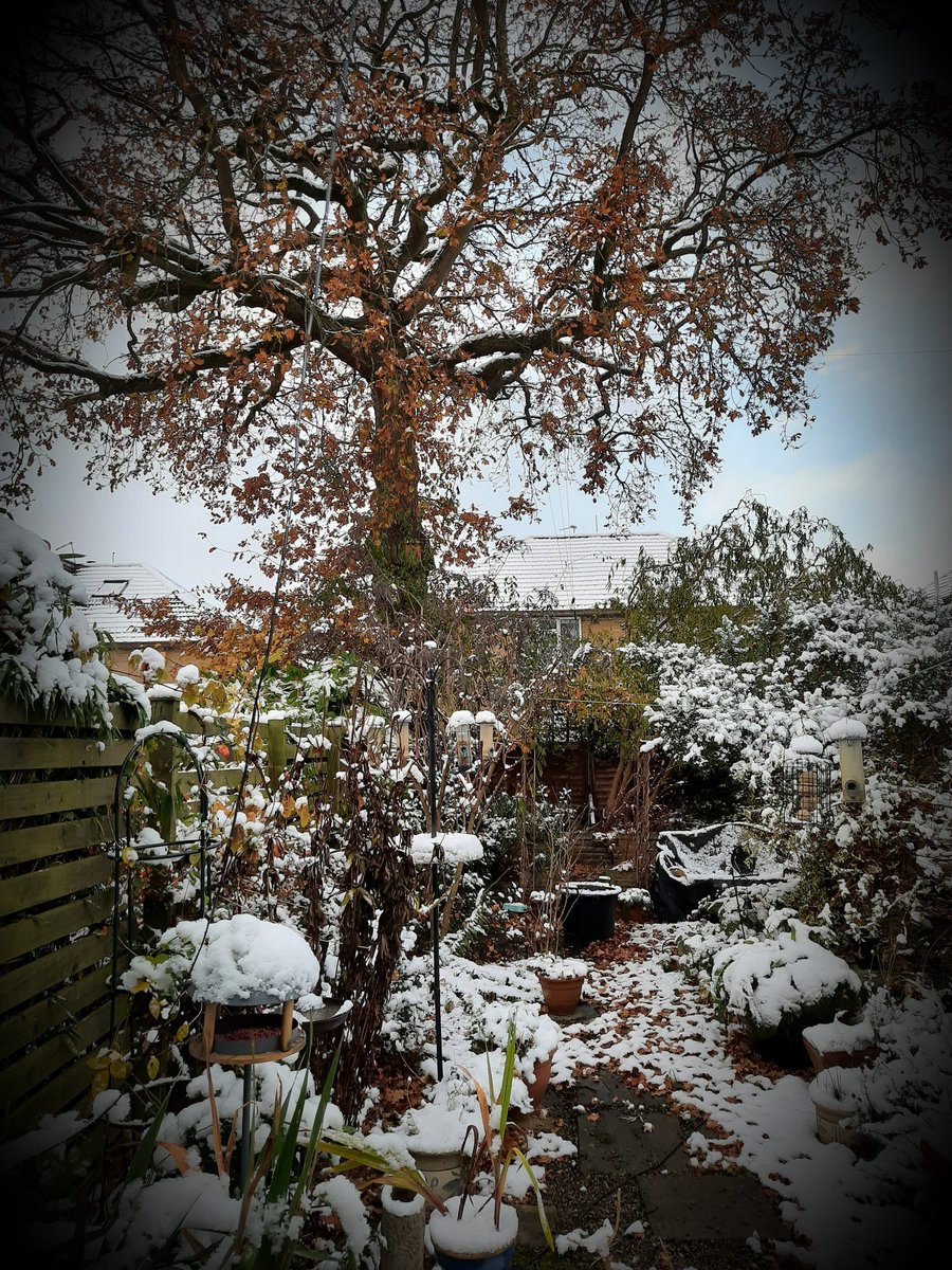 Reverend_Lynne's tweet photo. Garden this morning in Leeds. However, thankfully the roads are clear. https://t.co/IQfrIIor2P
