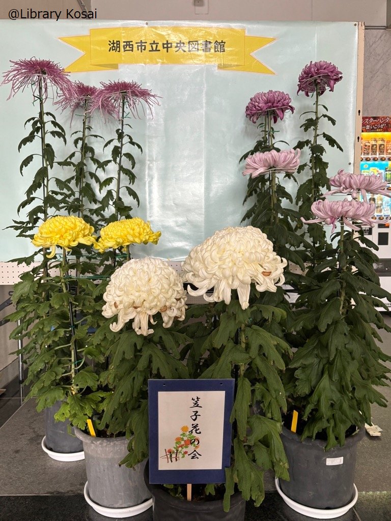 LibraryKosai's tweet photo. （中央図書館）

 今年も「笠子花の会」のみなさんが育てた菊の展示が始まりました。
 11/22(金)まで展示していますので、ぜひご覧ください！
＃湖西市立図書館　＃湖西市　#菊の花 https://t.co/SvNeXqXZfs