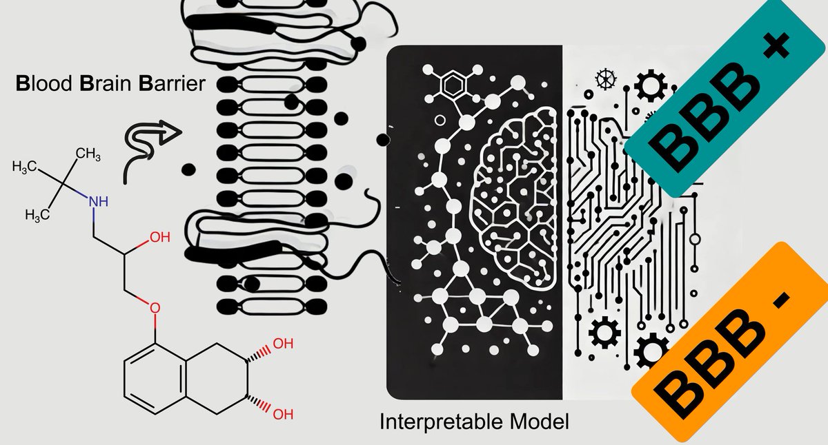We have developed a strikingly simple model to predict drug permeability through the blood-brain barrier, matching the accuracy of much more sophisticated  approaches. Published in <a href="/JCIM_JCTC/">JCIM & JCTC Journals</a>: pubs.acs.org/doi/10.1021/ac… #compchem  #MachineLearning