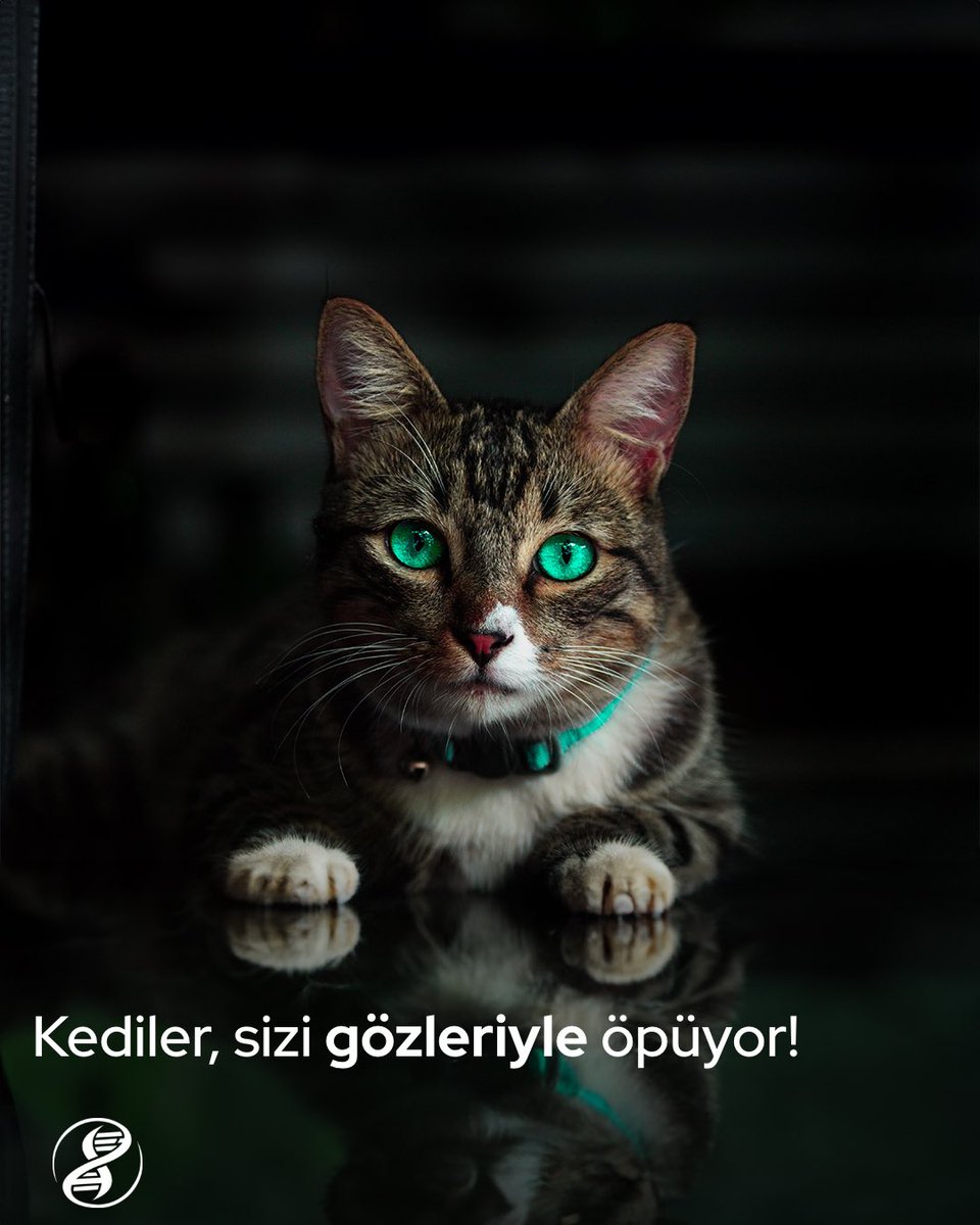 evrimagaci's tweet photo. "Kedi Öpücüğü" kedilerin gözleriyle yaptığı, bilimsel olarak kanıtlanmış bir eylemdir. Kediler aslında gözlerinin içine bakılmasını pek sevmez ve bunu bir tehdit, kafa tutma olarak algılayıp huysuzlanabilirler; ancak sizinle arasında bir bağ olan kedi, gözlerini sevgi göstermek için kullanmaktan çekinmez.

Kediler, özel öpücüklerini gözlerinizin tam içine bakıp, gözlerini yavaşça kırparak yaparlar. Bu, tam bir sevgi göstergesidir ve genelde kediler sakin ve huzurluyken gözlenir. Kediniz size kedi öpücüğü attığında, ona aynı şekilde yavaşça göz kırparak karşılık verirseniz, sizi anlayacaktır 🐈

Şunu da unutmayın: Size kedi öpücüğünü hiç sergilemeyen veya size karşılık vermeyen bir kedi, sizi sevmiyor demek değildir. Bazı kediler sevgilerini ve güvenlerini başka yollarla göstermeyi tercih edebilir 🤗