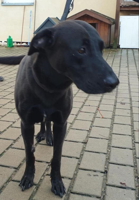 yolandaschultes's tweet photo. Am 11.11.2024 kam er als Fundhund ins TH Bad Wildungen. Kennt ihn jemand. Es hat sich kein Halter gemeldet.
Er ist wirklich ein absolut netter Kerl. Ausgesetzt? Er ist nicht gechippt, kam ohne Halsband und ohne Geschirr.
 05621 2763 an, falls ihr Infos für uns habt. https://t.co/SbBNNtxjmq