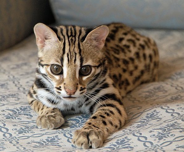 Feeling like a million bucks right now - $Zeus