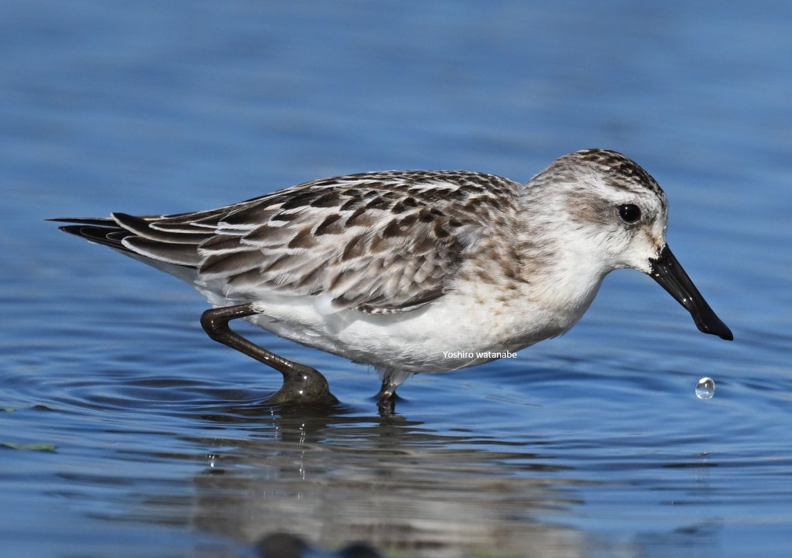 邂逅！ヘラシギ！Encounter! Spoon-billed Sandpiper! #野鳥 #野鳥写真 #野鳥撮影 #珍鳥 #絶滅危惧種 #birds #naturephotograghy #wildlifephotography #birdphotography #wildlife #wildbirdphotography #nature #wildbirds #Birdwatching #rare #sandpiper #シギ #希少種 #日本野鳥の会 #自然 #旅鳥