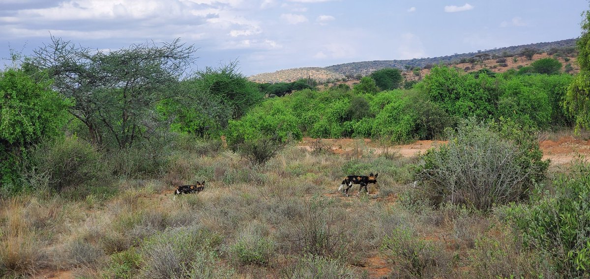 Dr. James ג'יימס ጄምስ (@le_ngatia) on Twitter photo <a href="/IUCNsos/">IUCN Save Our Species</a>
Supporting the conservation of African Wild Dog and other Wildlife.
<a href="/MpalaWildDogs/">Mpala Wild Dogs</a> <a href="/IUCNsos/">IUCN Save Our Species</a>
Supporting the conservation of African Wild Dog and other Wildlife.
<a href="/MpalaWildDogs/">Mpala Wild Dogs</a>