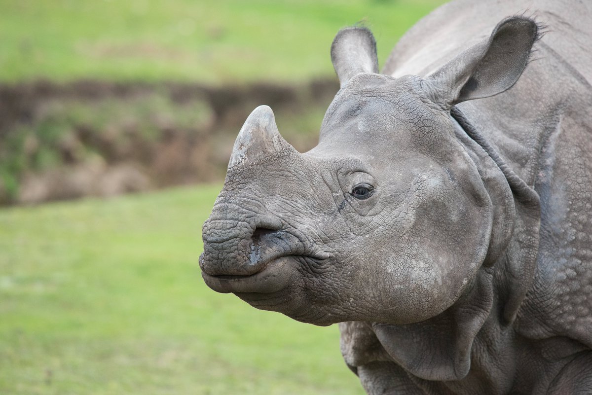 Happy 13th birthday to our lovely Indian rhino, Sunanda! 🎈🦏

#WMSP #HappyBirthday