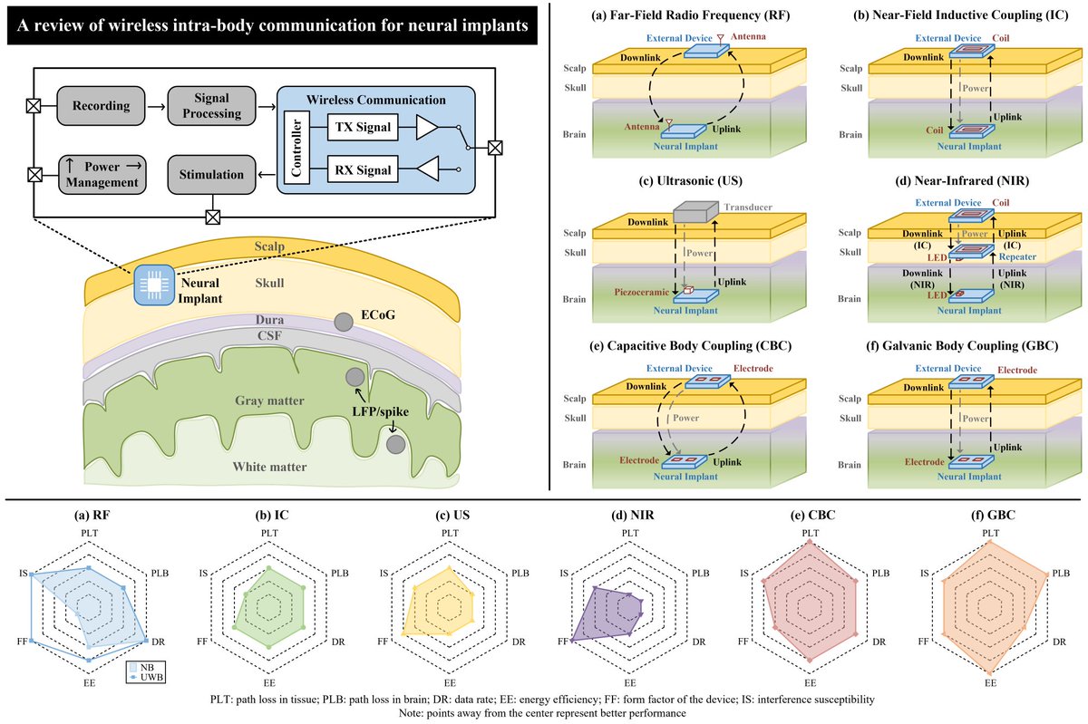elspub's tweet image. Thrilled to share this #Review paper of Journal #Neuroelectronics! 
📜 A review of #wireless intra-body #communication for #neural implants
🔎 By Lin C, Zhu S, Han C, Yu S, Zhang Z, et al.
🏫 @CAS__Science
🔗 More information at elspub.com/papers/j/18173…