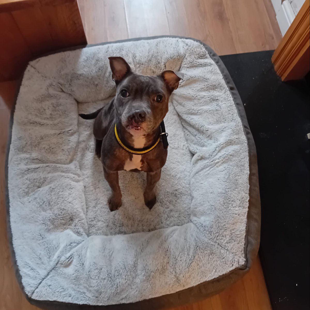 Comment if you think that being unusual can be beautiful 💛 We think Mona at <a href="/DTCardiff/">Dogs Trust Cardiff</a> proves that point. This beautiful girl had a cleft lip &amp; has recently had some of her front teeth removed. She copes extremely well and is looking for a home who will love &amp; appreciate her 🥰