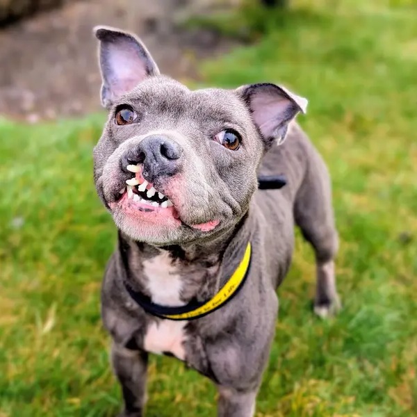 DogsTrust's tweet photo. Comment if you think that being unusual can be beautiful 💛 We think Mona at @DTCardiff proves that point. This beautiful girl had a cleft lip &amp; has recently had some of her front teeth removed. She copes extremely well and is looking for a home who will love &amp; appreciate her 🥰 https://t.co/5n62xp7v2d