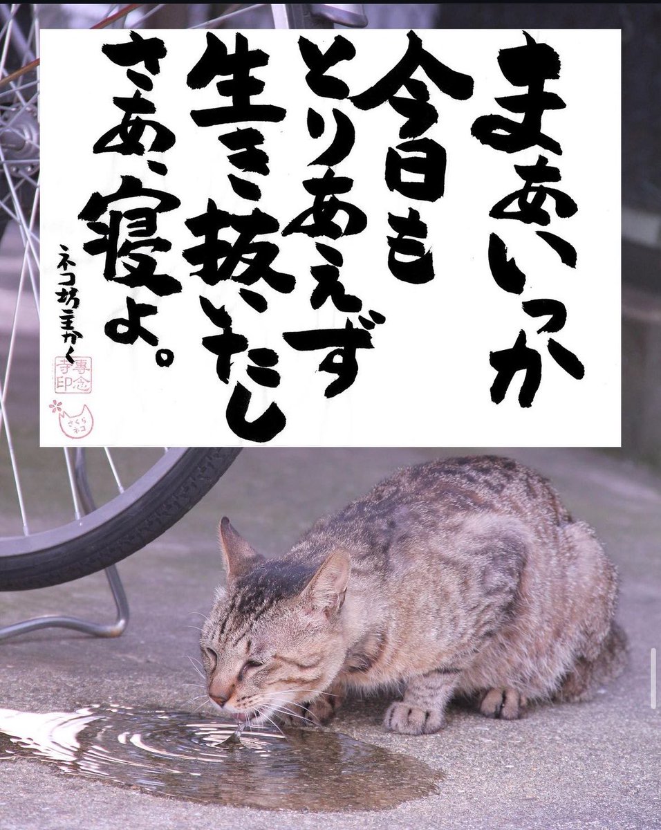ネコさんから人間さんへ今日の一言
