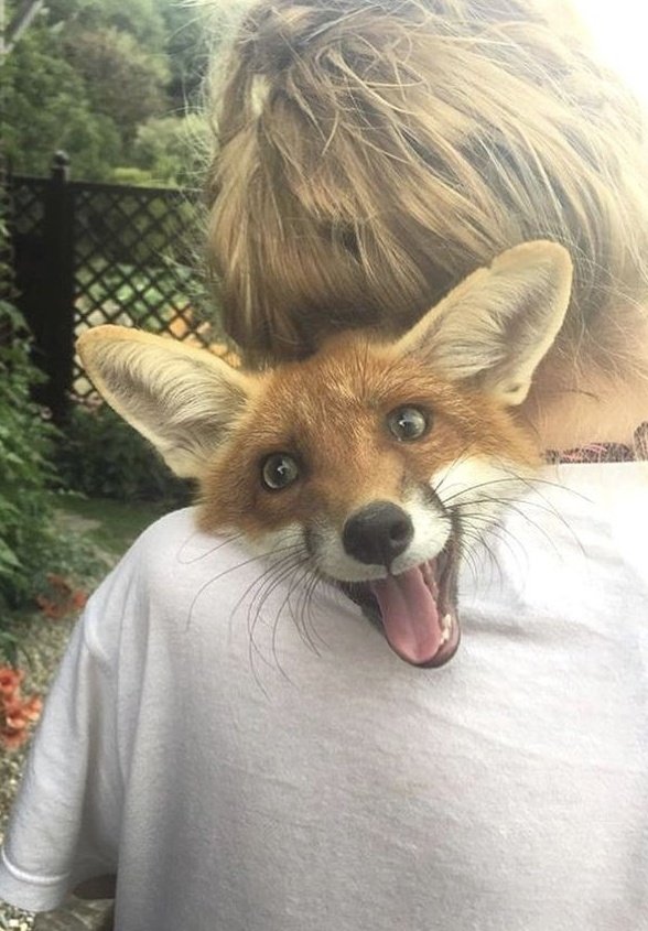 🍁 𝓣𝓱𝓮 𝓕𝓸𝔁 𝓛𝓲𝓯𝓮 🌾🦊 tweet media