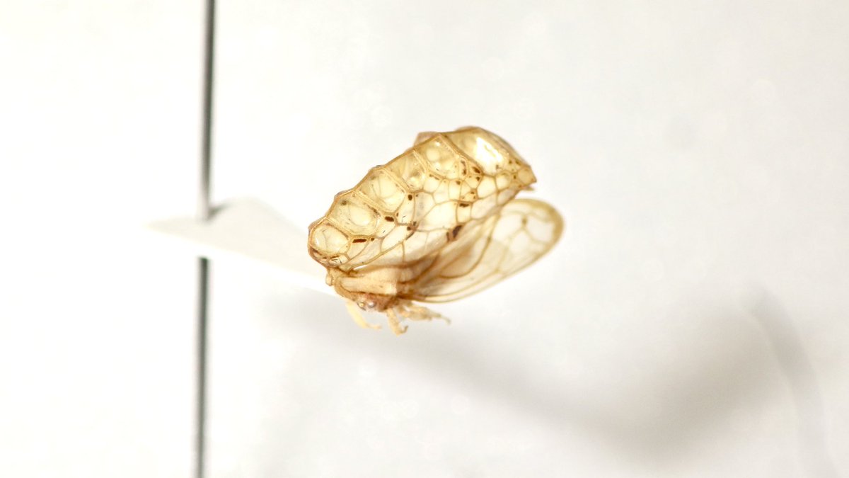 Insect_Bar's tweet photo. むし広場の戦利品②
ウツセミツノゼミ
ツノゼミ屋(@Membracidae_KO)さんより。
セミの抜け殻を表す「空蝉(うつせみ)」の名を冠したツノゼミ。実はトップレベルに好みだったにも関わらず持ってなかった種。不思議な形にも程がある😇
#昆虫館バー #Membracidae https://t.co/oEkoixylq0