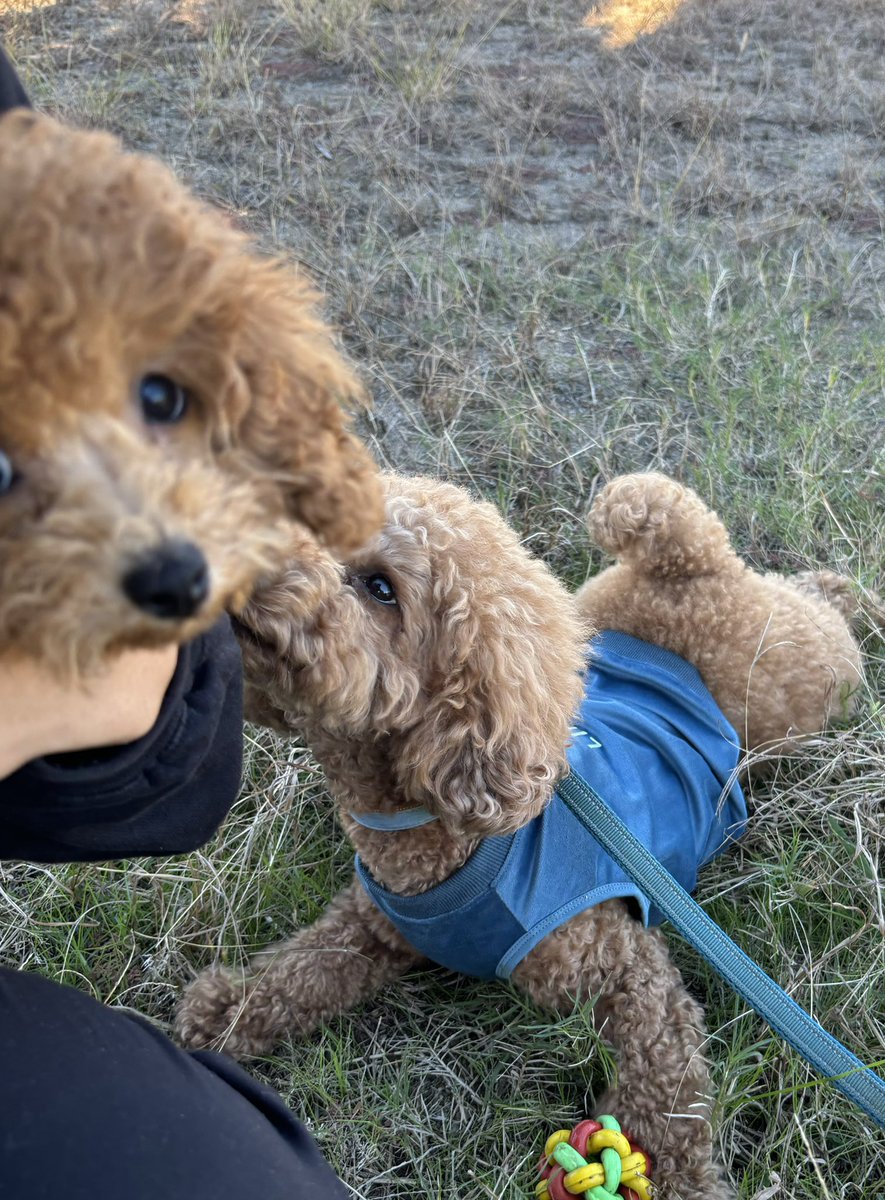 rityrose1's tweet photo. パピーをお迎えして、、個人的に大事な事がなに抜けてしまってる😱　メモ取っとかないとあかんな🙄 https://t.co/r5Tdg7HODf