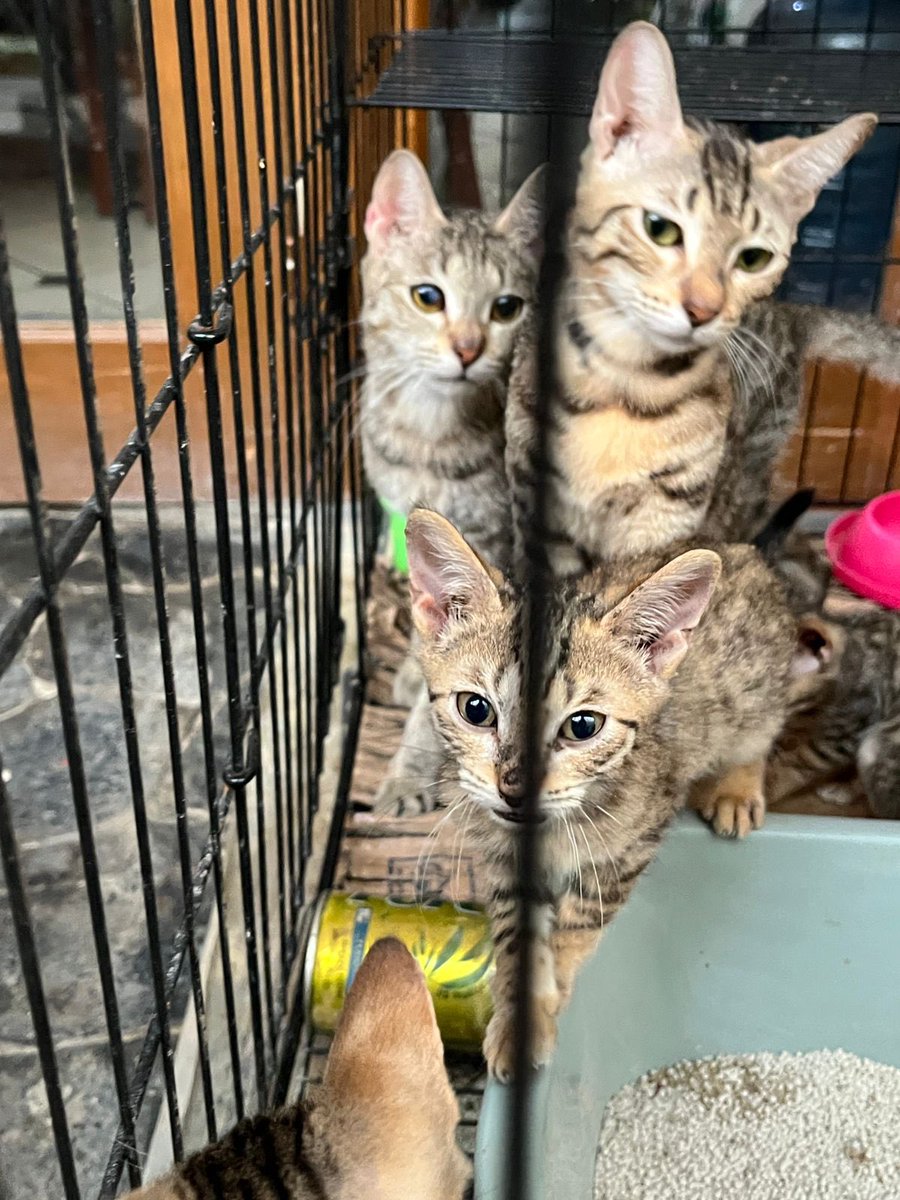 VQinthara's tweet photo. Hello! Aku masih open adopt kucing kucing ku yaa. Di daerah bandung. DM aja yees kalo emang minat!

#kucingbengal #adoptkucing https://t.co/8tPt4DJJRp