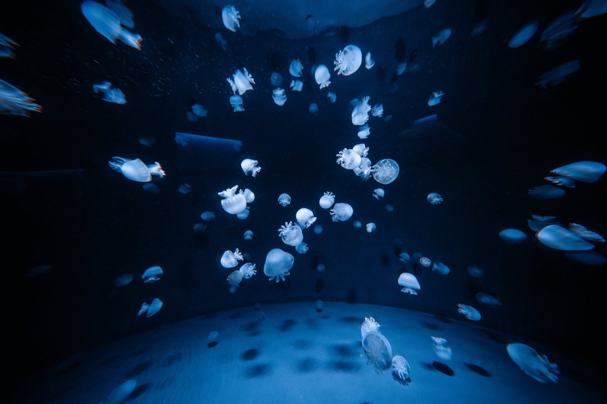 t_aqu_'s tweet image. 京都水族館に行ってきた!!
