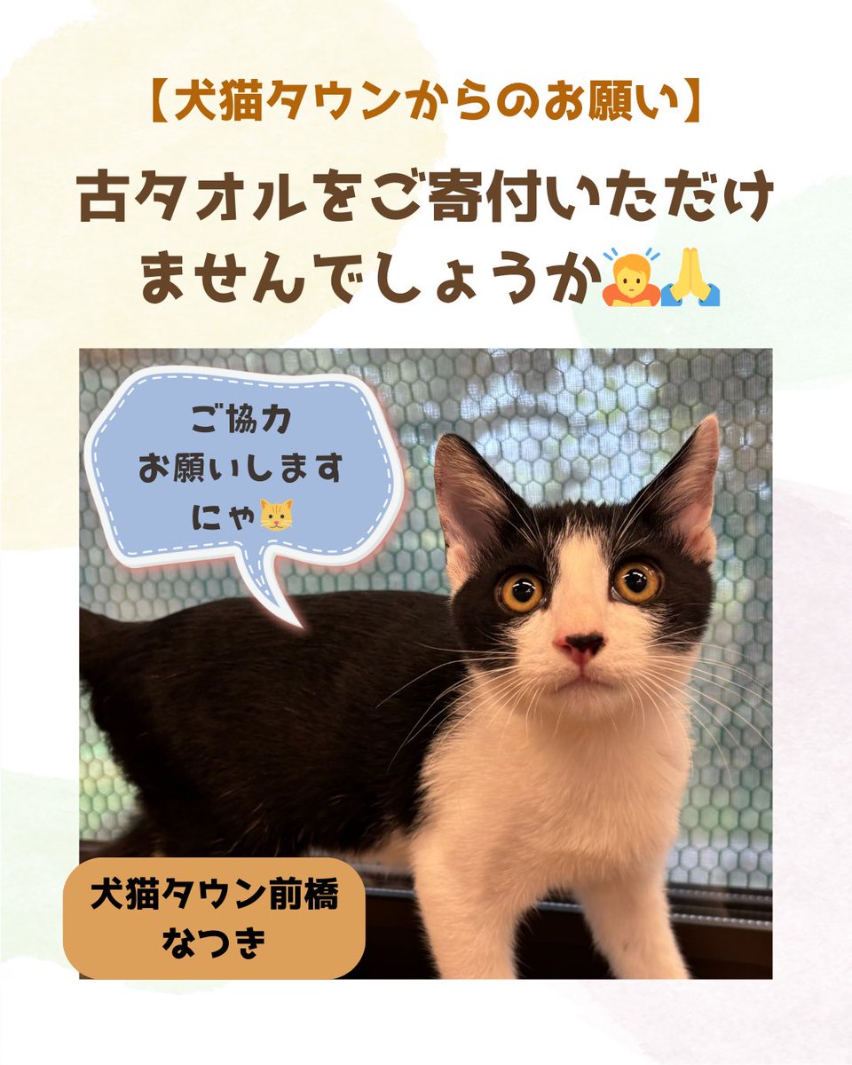 inunekoseikatsu's tweet photo. ￼￼ご不要な古タオルご寄付のお願い￼￼

犬猫タウンではわんちゃん、猫ちゃんのお世話や施設のお掃除に”ウエス”を沢山使いますが、在庫が心許なくなってまいりました。
もしおうちにご不要なタオルがありましたら、ご寄付いただけませんでしょうか￼￼

【ご寄付の手順】はツリーをご覧ください￼￼ https://t.co/dkdcD5I7v7