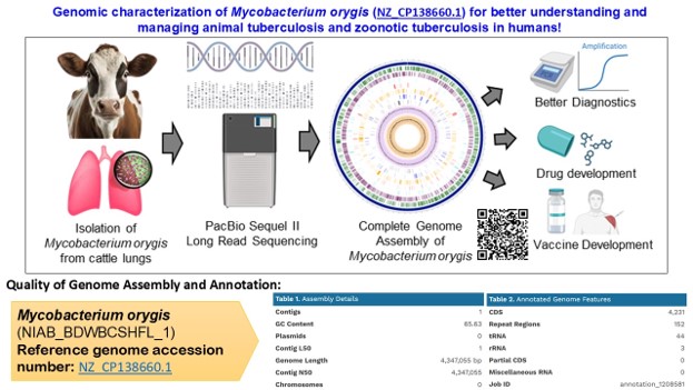 BRIC - National Institute of Biomedical Genomics (@followdbtnibmg) on Twitter photo 🧬#OneDayOneGenome Announcing complete genome sequence release of 🦠Mycobacterium orygisstrain NIAB1! A step forward in #OneHealth approach in fighting TB in animals & humans. Thanks to <a href="/HydNiab/">BRIC-NIAB</a> <a href="/DBTIndia/">Department of Biotechnology</a> <a href="/DrJitendraSingh/">Dr Jitendra Singh</a> <a href="/rajesh_gokhale/">Rajesh Gokhale</a> for support #healthcare #agriculture 🧬#OneDayOneGenome Announcing complete genome sequence release of 🦠Mycobacterium orygisstrain NIAB1! A step forward in #OneHealth approach in fighting TB in animals & humans. Thanks to <a href="/HydNiab/">BRIC-NIAB</a> <a href="/DBTIndia/">Department of Biotechnology</a> <a href="/DrJitendraSingh/">Dr Jitendra Singh</a> <a href="/rajesh_gokhale/">Rajesh Gokhale</a> for support #healthcare #agriculture