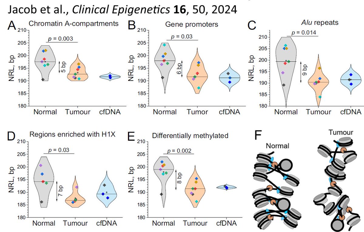 Interesting preprint on nucleosome spacing from cfDNA [Johnston et al., 2024] biorxiv.org/content/10.110…. The authors refer to NRL changes 10n -&gt; 10n-5 bp. Earlier we showed that NRL decrease in cancer is more complex &amp; context-specific [Jacob et al., 2024] link.springer.com/article/10.118…