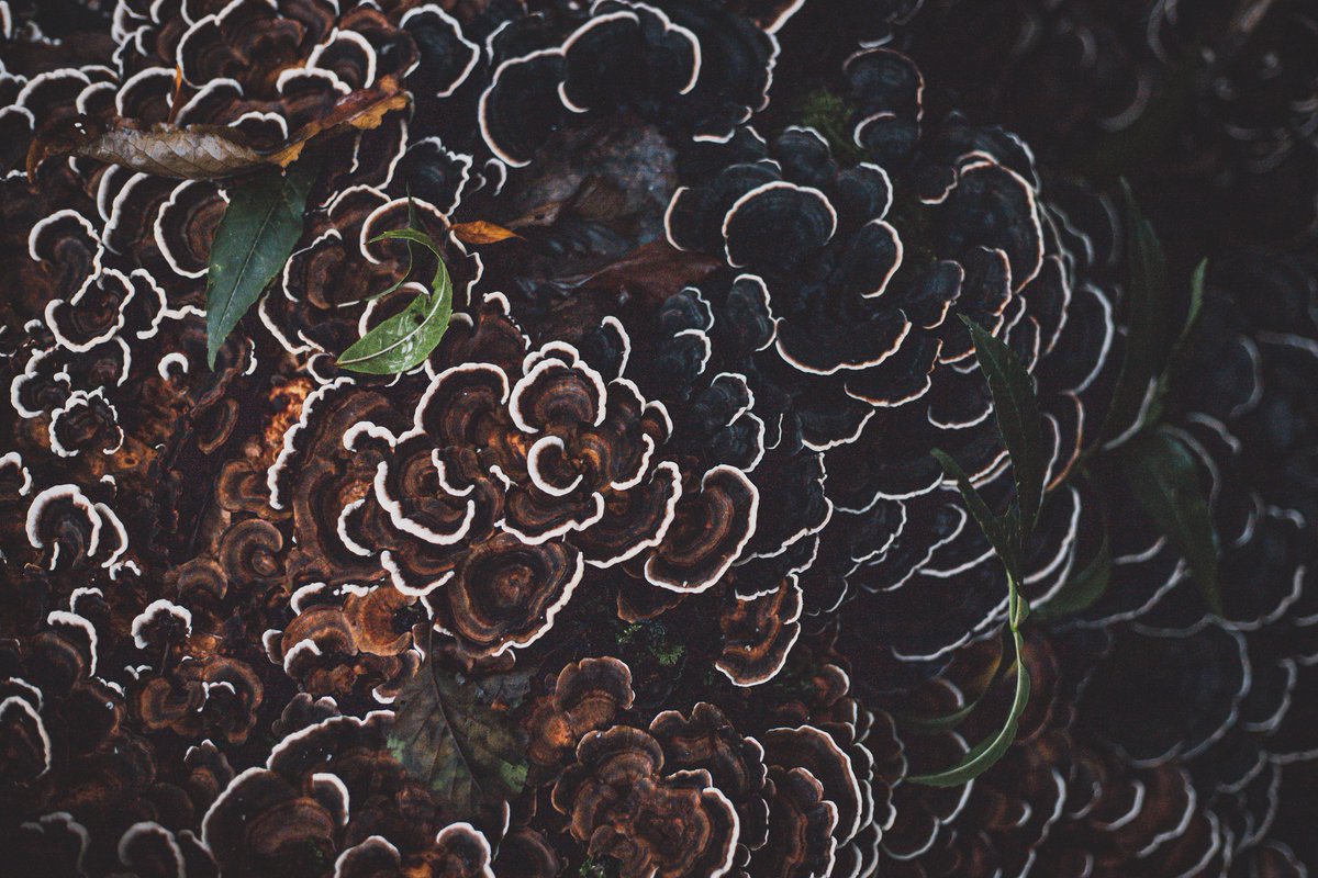 jerbi.faouzi tweet media