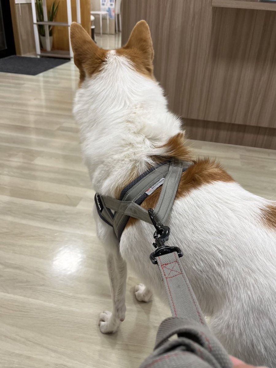 ついに20キロ到達 ふわもこたん