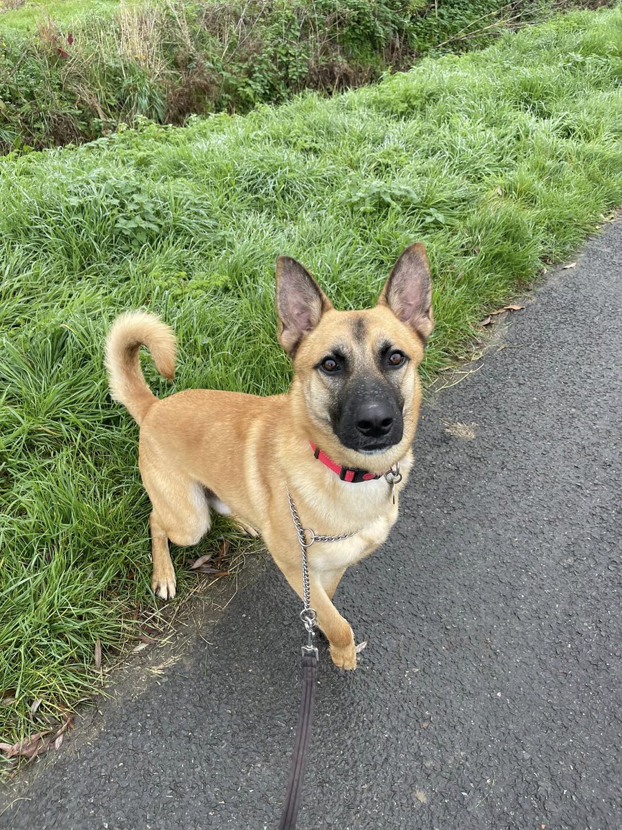 gsrescueelite's tweet photo. Buddy is around 16mths old and he came to us via the pound, Buddy can live with older kids and has been fine with other large breed #dogs at the kennels 
#GermanShepherd #Essex 
https://t.co/oE5pjV8jzR https://t.co/5amydwpZZo