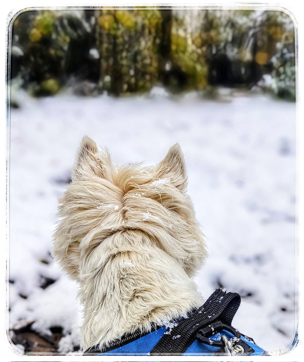 #Autumn walks
It keeps falling ❄️
Landing on Freddie 
On his nose 🤗
He loves it so much! 
Goosanders on the pool 
The gentle fall of snow ✨
Things that make me happy 💛
#Gentleness 🩵
#Ready4Freddie 💚🐶 
#KeepGoing x⛅