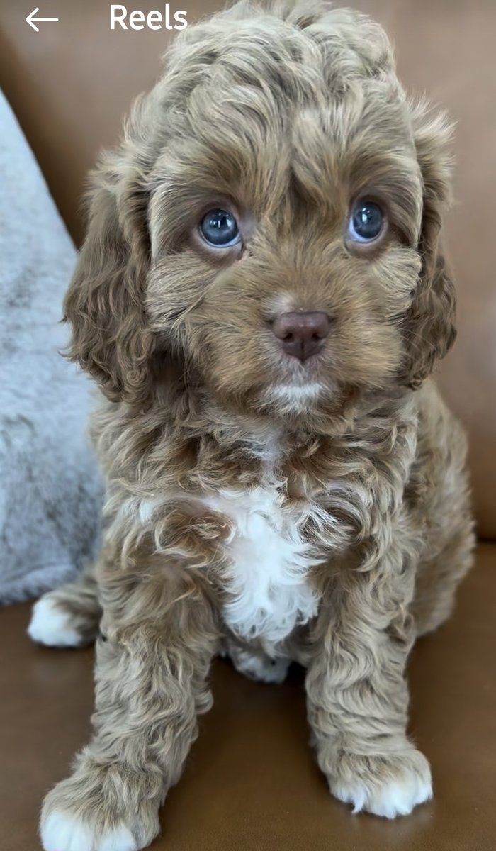 ABwithus's tweet image. All I want 4 Xmas is this!
Hubby said NO!
Should I leave him and get the dog?