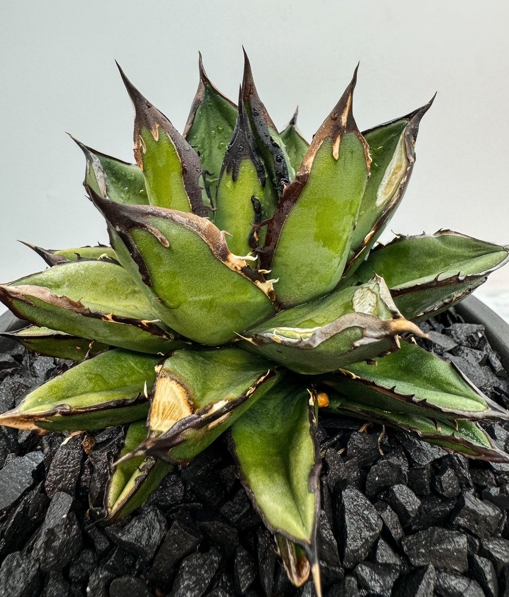 黒火焔x笹之雪
短葉のタイプも好み😁