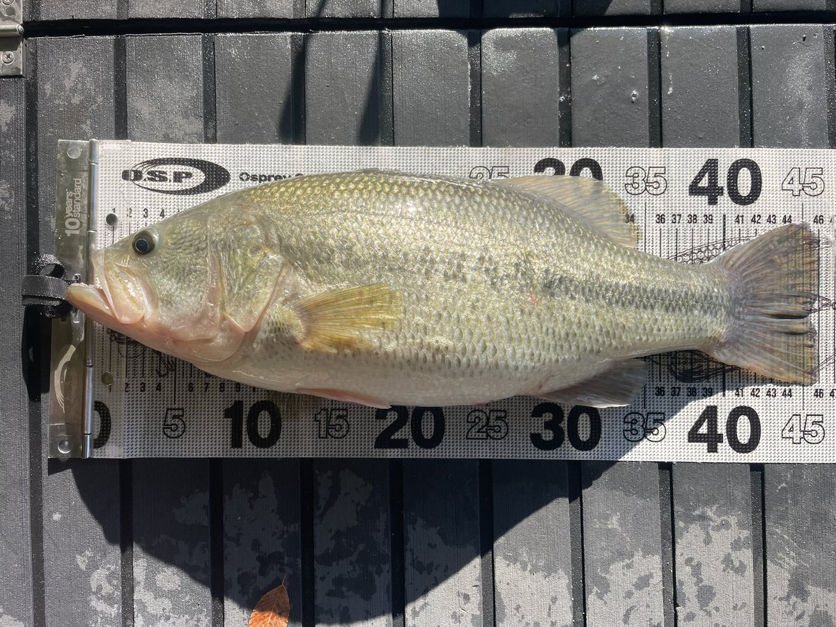 相模湖。
55↑3580g
と49,45,40,39が釣れました。