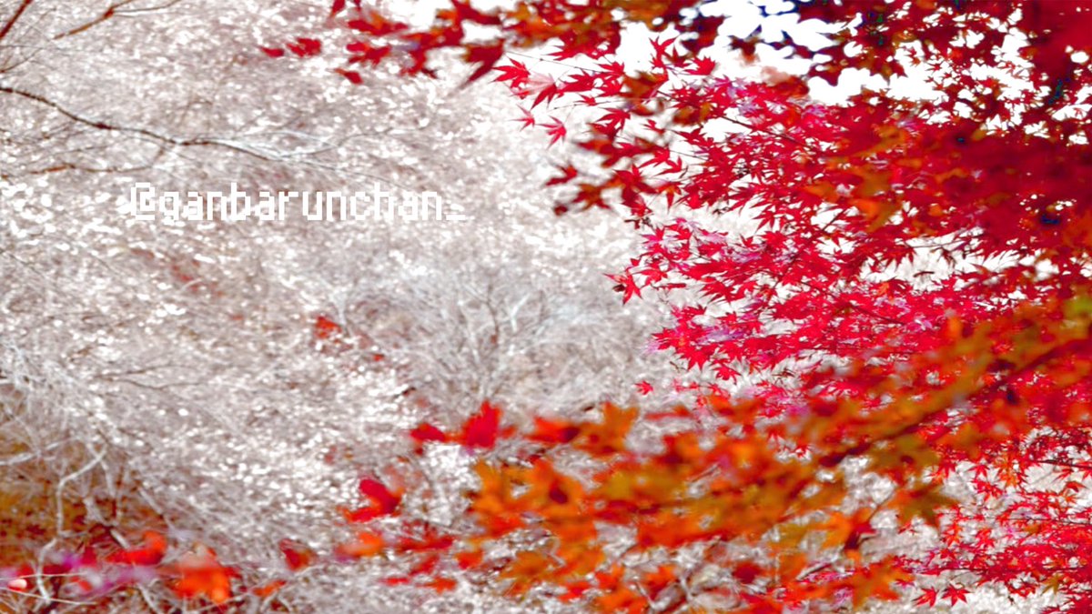 ganbarunchan_'s tweet photo. 🤍YouTube ￤https://t.co/rPXhb1oBsE

🤍Fantia ￤2025.01 開始✨️

🤍Instagram￤https://t.co/fiSf4FniZ9

🤍HP ￤https://t.co/yyBQZxBc50

••┈┈┈ﾊｯｼｭﾀｸﾞ┈┈┈••
All    ￤#がんばるんちゃん
Live ￤#がんばらいぶ
F A  ￤#がんばぁーと
F N  ￤#がるっこ
F M ￤🔥🪽 https://t.co/OOr90KQd2K