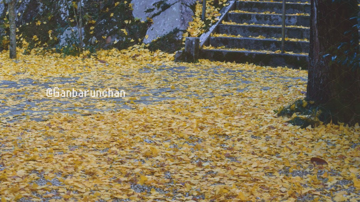 ganbarunchan_'s tweet photo. 🤍YouTube ￤https://t.co/rPXhb1oBsE

🤍Fantia ￤2025.01 開始✨️

🤍Instagram￤https://t.co/fiSf4FniZ9

🤍HP ￤https://t.co/yyBQZxBc50

••┈┈┈ﾊｯｼｭﾀｸﾞ┈┈┈••
All    ￤#がんばるんちゃん
Live ￤#がんばらいぶ
F A  ￤#がんばぁーと
F N  ￤#がるっこ
F M ￤🔥🪽 https://t.co/OOr90KQd2K