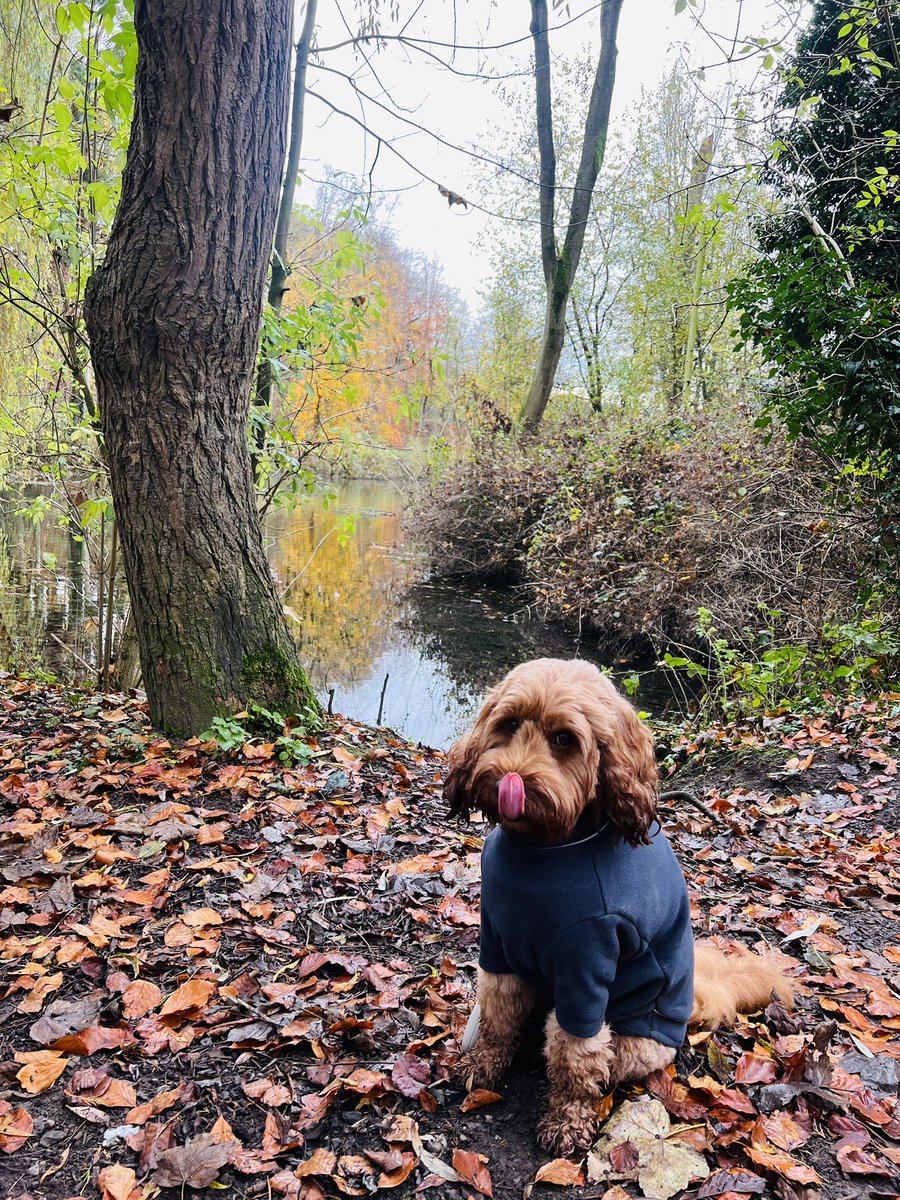 DiggersDigby's tweet image. Tongue out Tuesday 😜