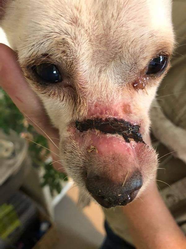 Je suis malade et blessé 🥺 Personne ne prie pour moi, tu es mon espoir  ❤🙏🥺