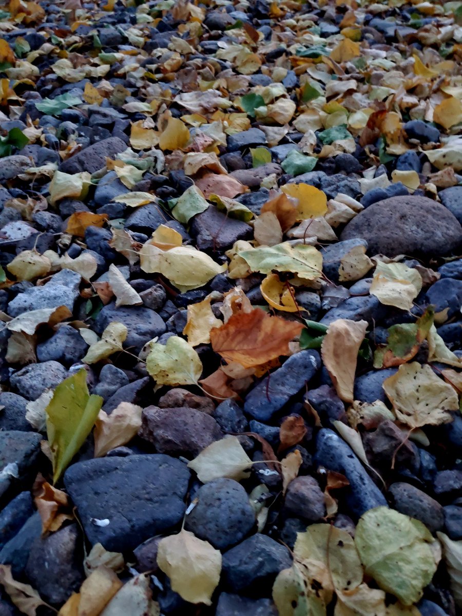 Thorny316's tweet image. Beautiful Fall colors. 🍁🍂
 #FallSunset #fall2024 #Fall
#leaves