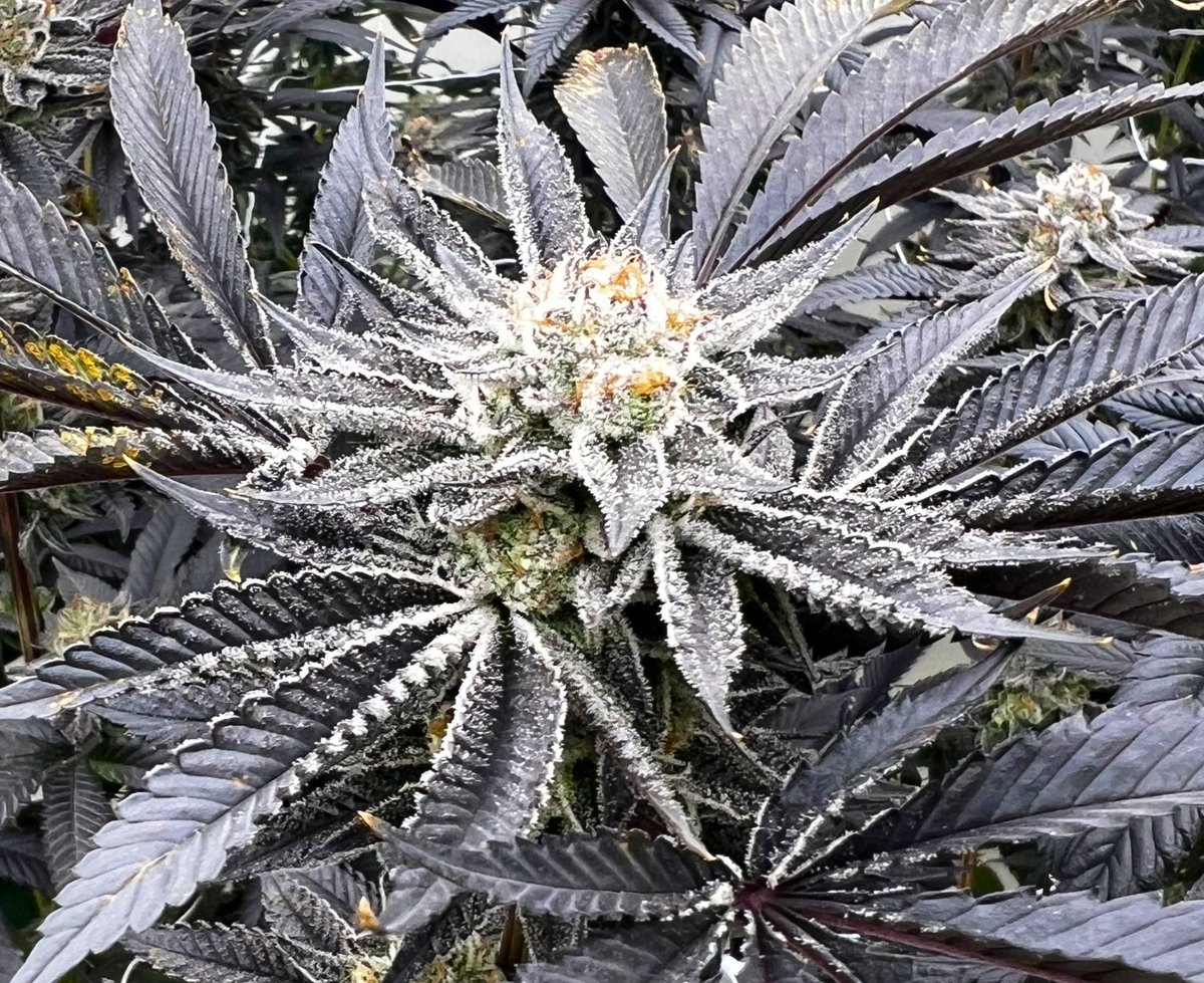 420taki042's tweet photo. STRAWBERRY COOKIES OG 🍓🍪
(STRAWBERRY OG IBL x ETHOS COOKIES #16)

ETHOS GENETICの最新クロス
良い花の咲き方をするから
Asoさんと惚れ込んだ品種👌👌

11月末~12月頭にキュアまで仕上がる予定です✅ https://t.co/WFRi5UI3hc